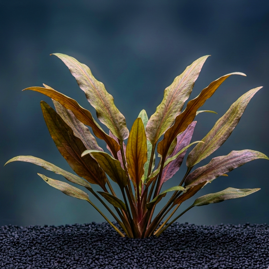 Cryptocoryne beckettii / Dennerle-Plants