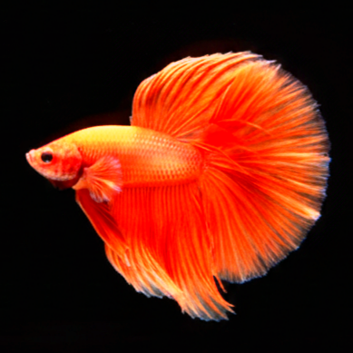 Kampffisch Betta splendens – Halfmoon Orange