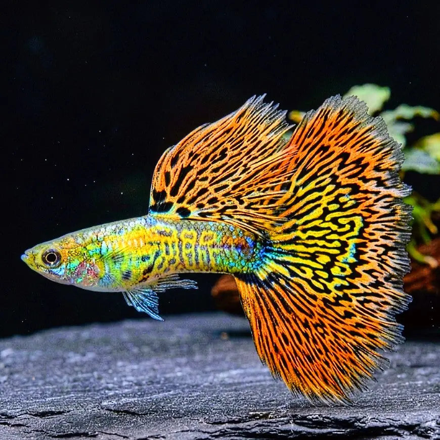 Hochzucht-Guppy - 💙❤️🧡💛 Wundertüte-Mix AquaTimo