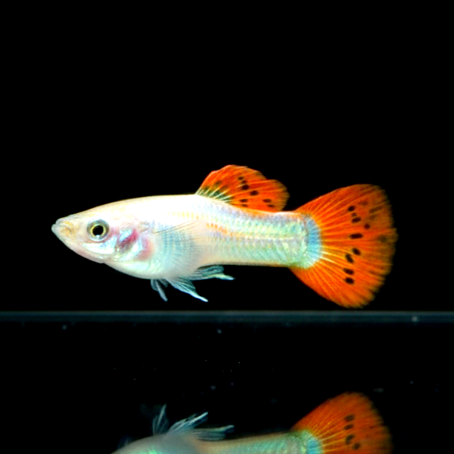 Liberty Molly – Poecilia salvatoris 🐟