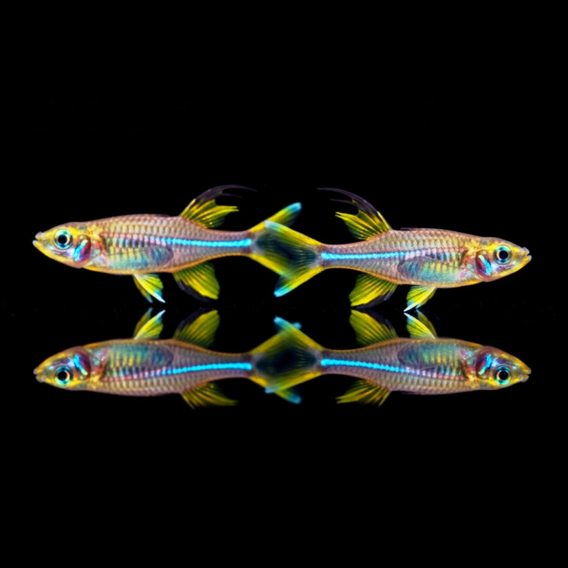 Celebes Sonnenstrahlfisch – Marosatherina ladigesi ☀️🐟