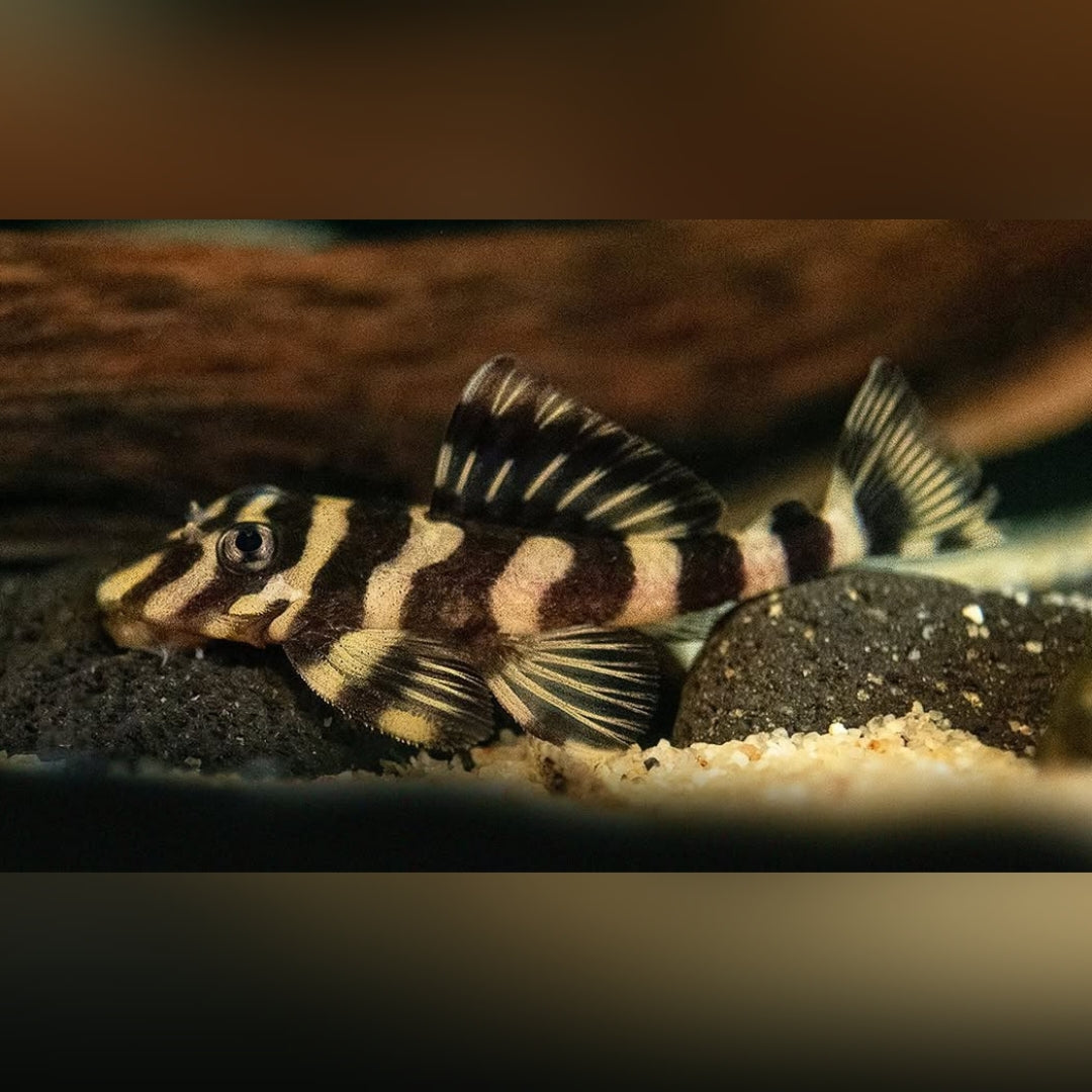 Atabapo-Schmetterlingsharnischwels L052 – Zonancistrus sp. (Dekeyseria picta/pulcher) 🐠🖤