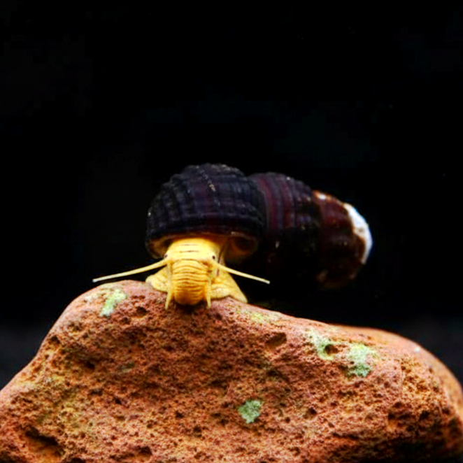 Tylomelania spec. „Mini Yellow“ - Yellow Mini Tylo