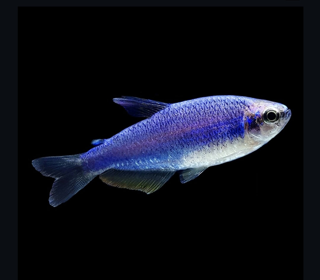 Inpaichthys kerri super blue - Königssalmler