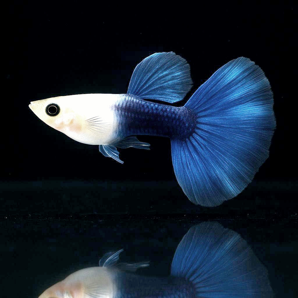 Hochzucht Guppy - Black Tuxedo