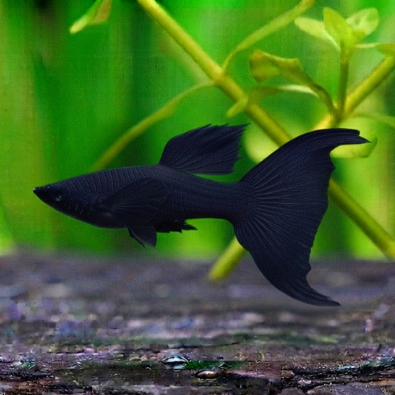 Black Molly 🖤 Schleier aus liebevoller Aufzucht