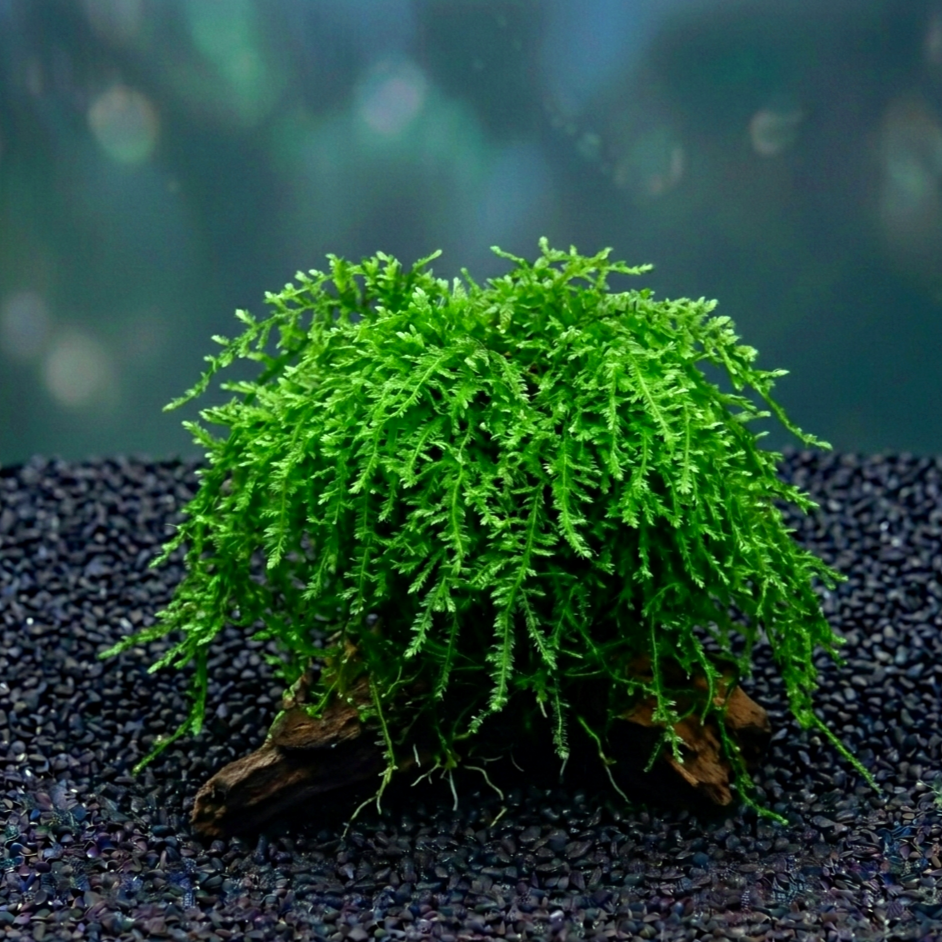 Vesicularia ferriei CUP / Dennerle-Plants