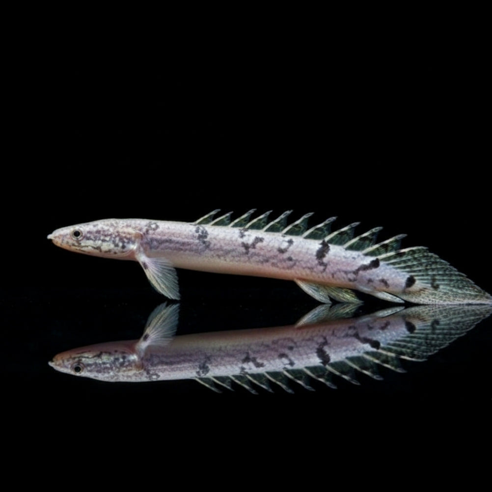 Zaire-Flösselhecht – Polypterus delhezi