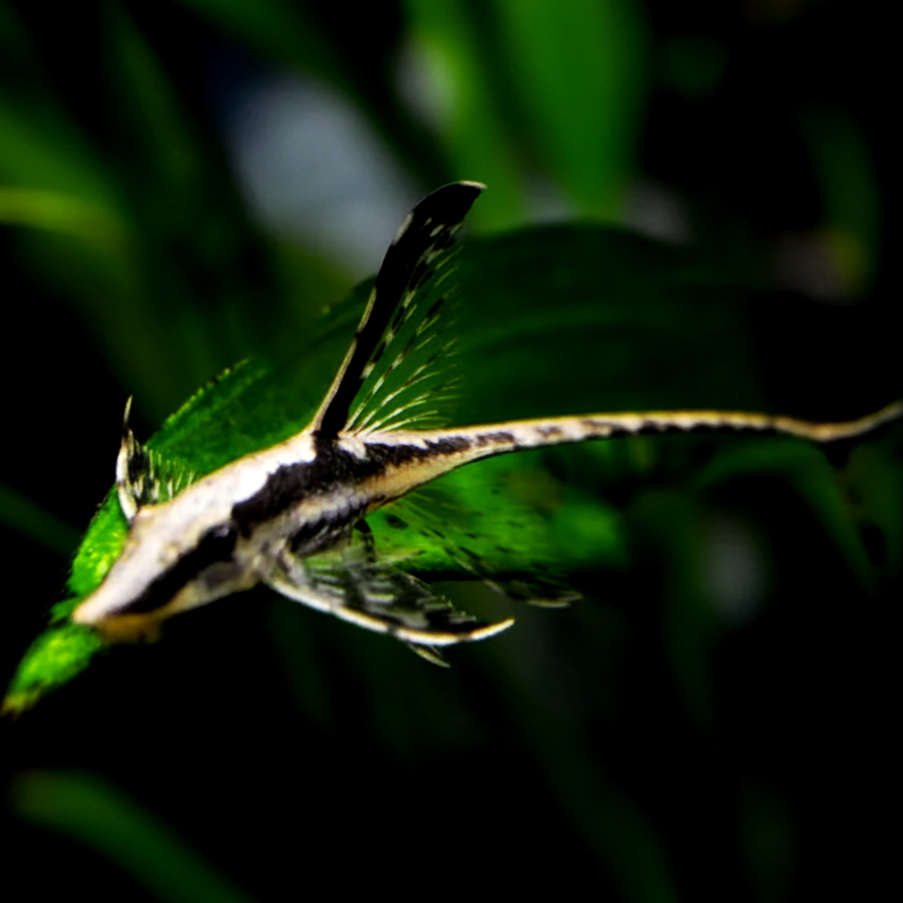 Goldener Fächerbartwels – Sturisoma aureum (Sturisomatichthys aureus) 🌿🐟