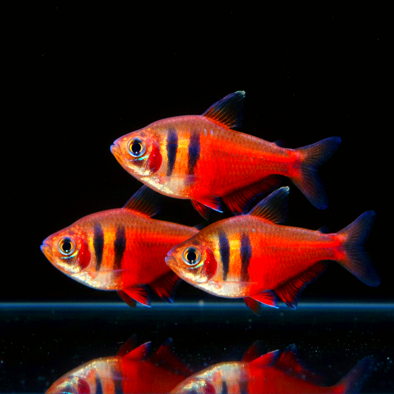 Hyphessobrycon flammeus - Roten von Rio