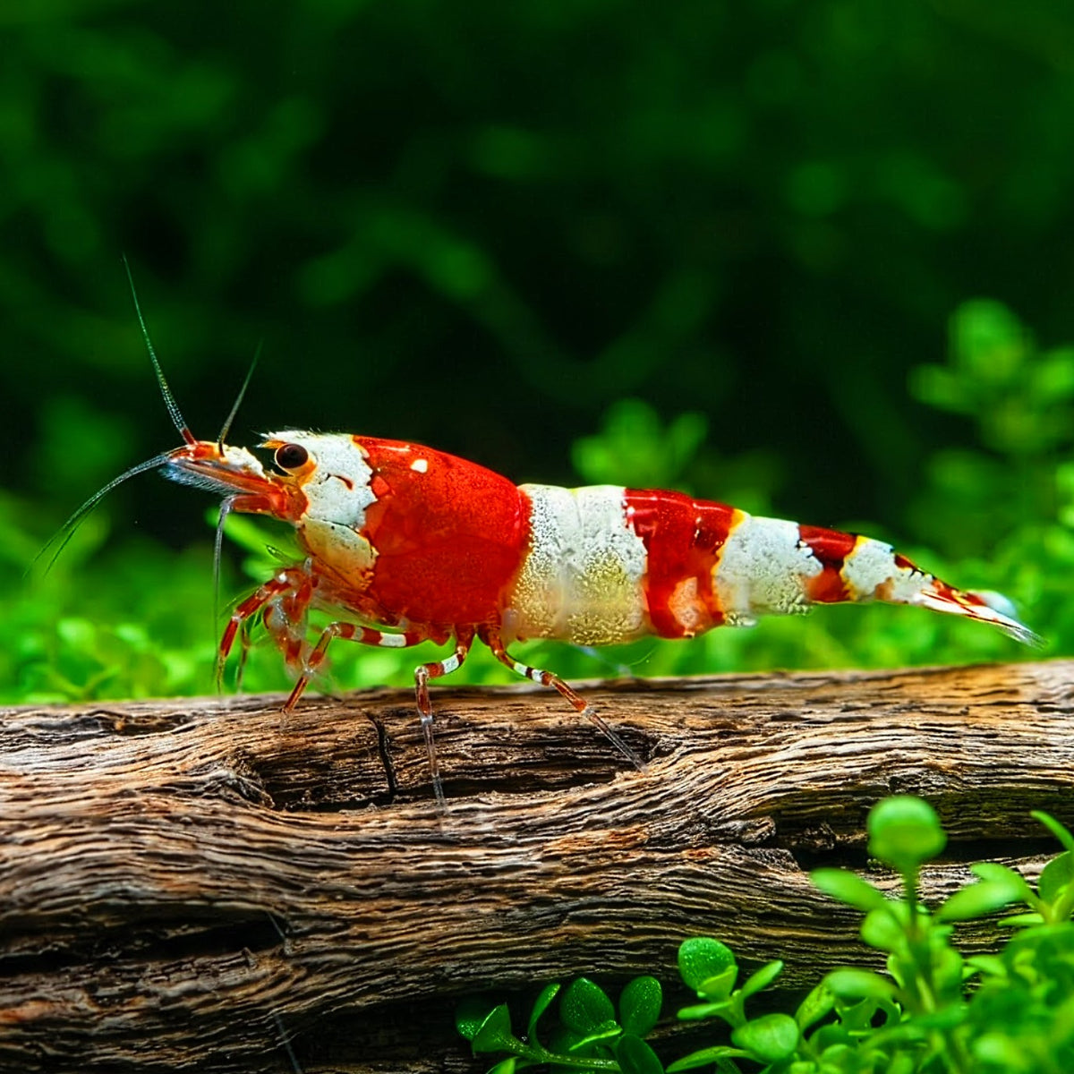 Caridina logemanni - Zwerggarnele ❤️🤍 "Cristal Red" K4