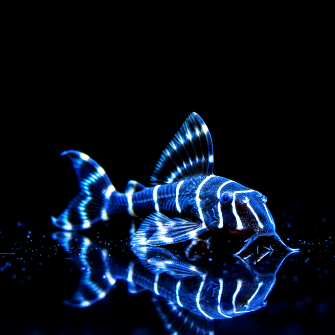 L204 Welse: Ringelsocken-Harnischwels, Panaqolus albivermis "Flash Pleco"