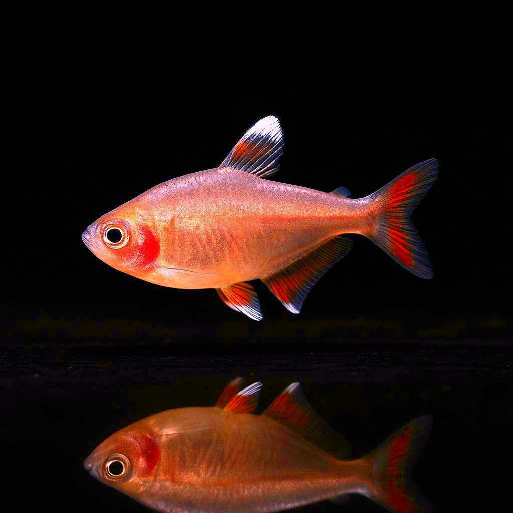 Schmucksalmler – Hyphessobrycon bentosi 💎🐠