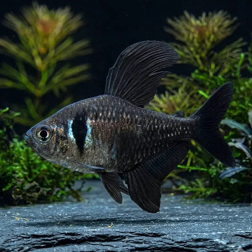 Hyphessobrycon megalopterus - Schwarzer Phantomsalmler AquaTimo