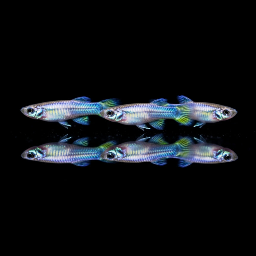 Normans Leuchtaugenfisch (Aplocheilichthys normani) Poropanchax normani