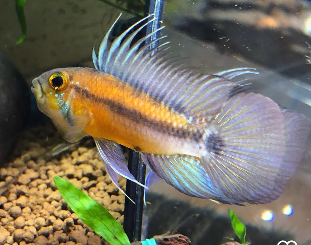 Apistogramma atahualpa – Der Gelbkehl-Zwergbuntbarsch mit Charakter