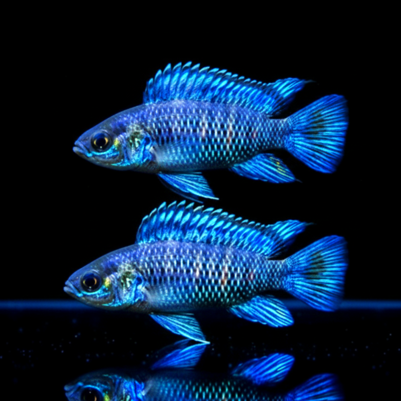 Blaubarsch - Badis badis Zwergbuntbarsch