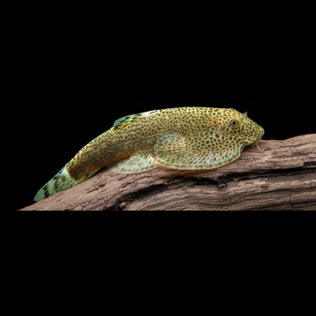 Feinpunkt-Flossensauger – Beaufortia kweichowensis 🐟💨