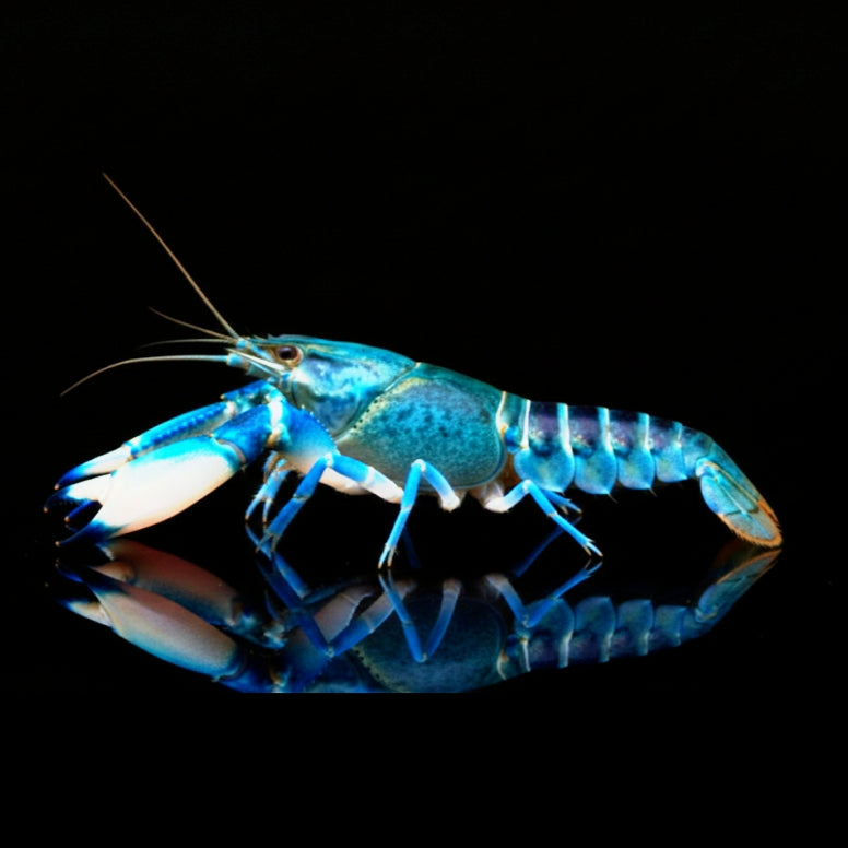 Cherax sp. „Blue Moon Snake“ – Ein mystisches Juwel für Ihr Aquarium