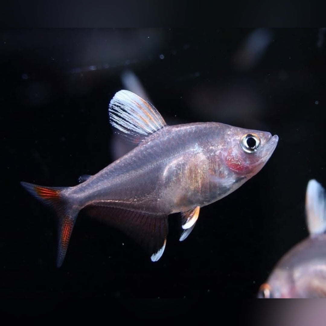 Schmucksalmler – Hyphessobrycon bentosi 💎🐠