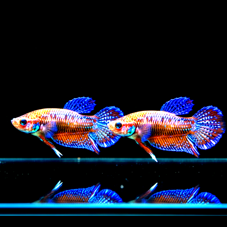 Trichopsis pumila (Knurrender Zwerggurami)