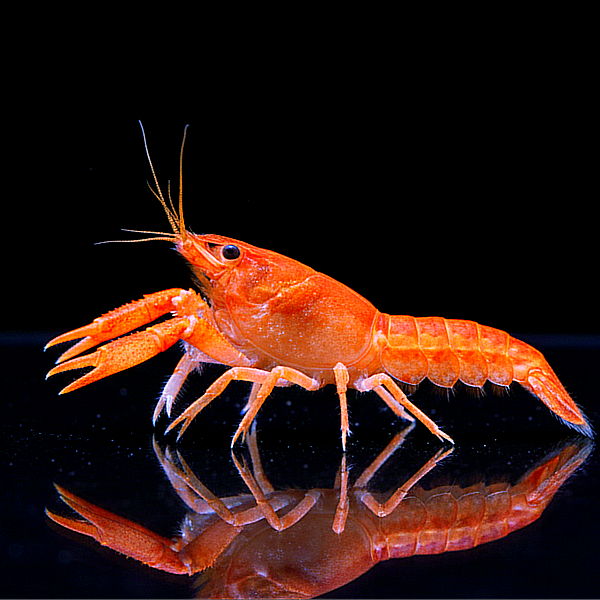 Cambarellus patzcuarensis "orange" - CPO – Orangefarbener Zwergflusskrebs