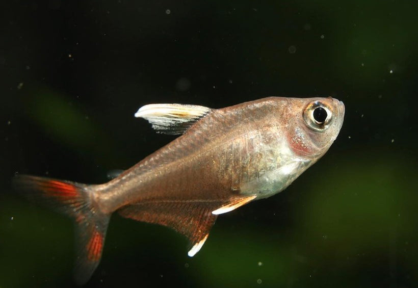 Schmucksalmler – Hyphessobrycon bentosi 💎🐠