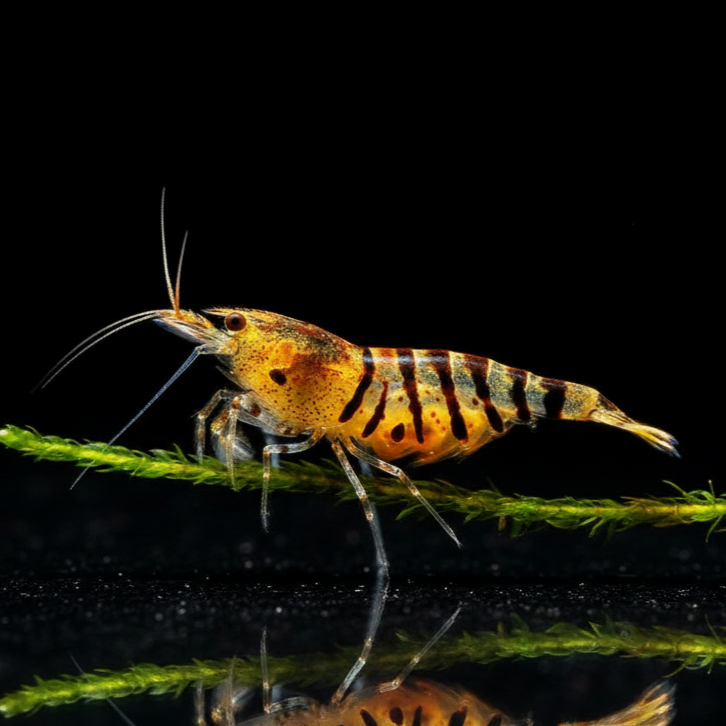 Caridina mariae - Tigergarnele