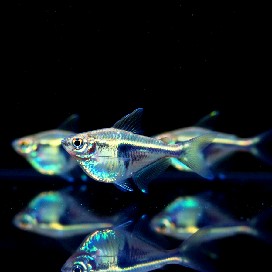 Marmorierter Beilbauchfisch – Carnegiella strigata