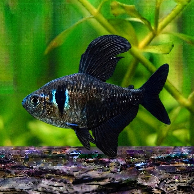 Hyphessobrycon megalopterus - Schwarzer Phantomsalmler