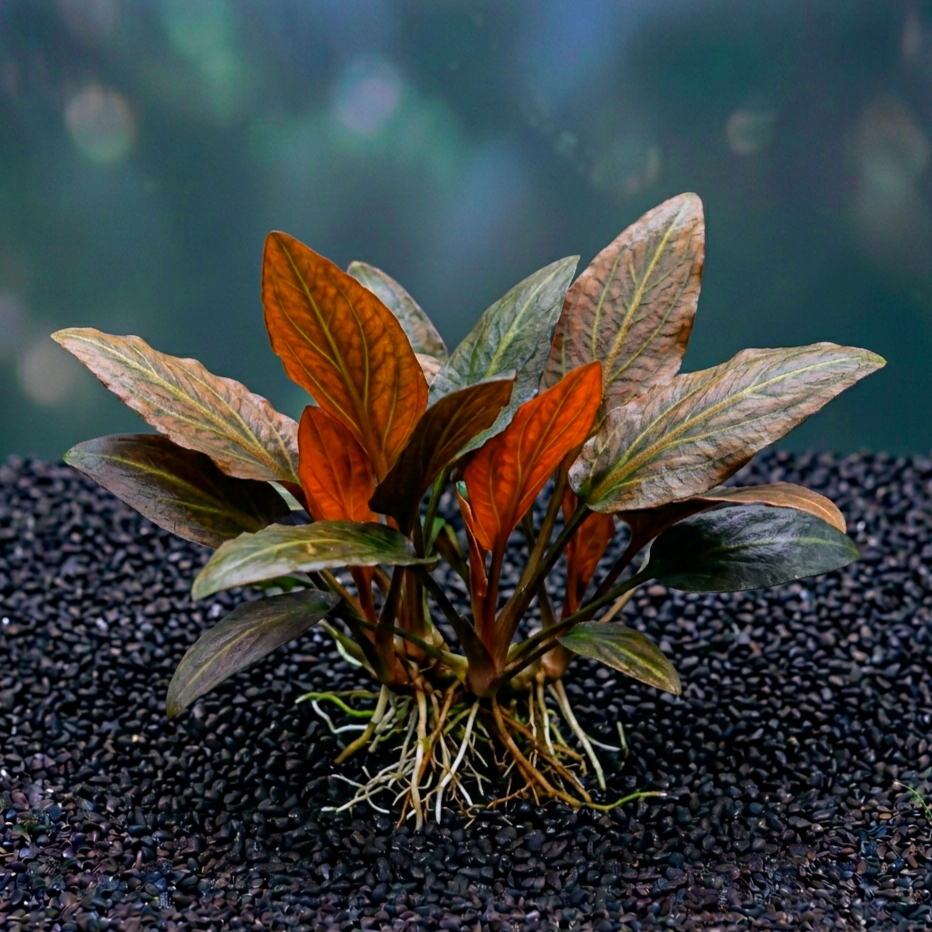 Cryptocoryne affinis ' Dark Orange / Dennerle-Plants