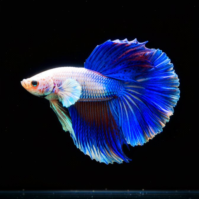 Kampffisch Betta splendens – Halfmoon Blue Dragon