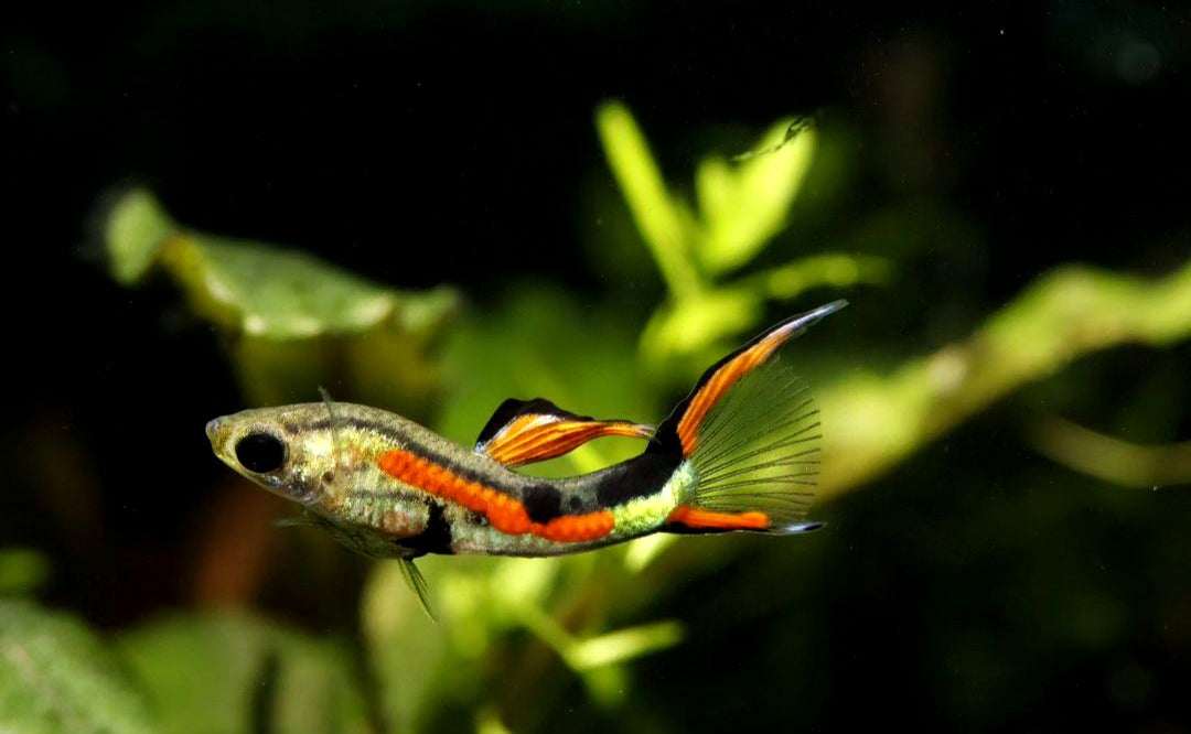 Endler Guppy - Naturform Guppys aus Liebevoller Zucht