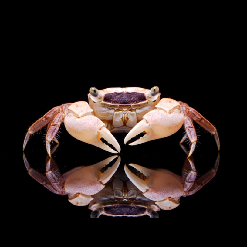 Vampirkrabbe „Indigo Green“