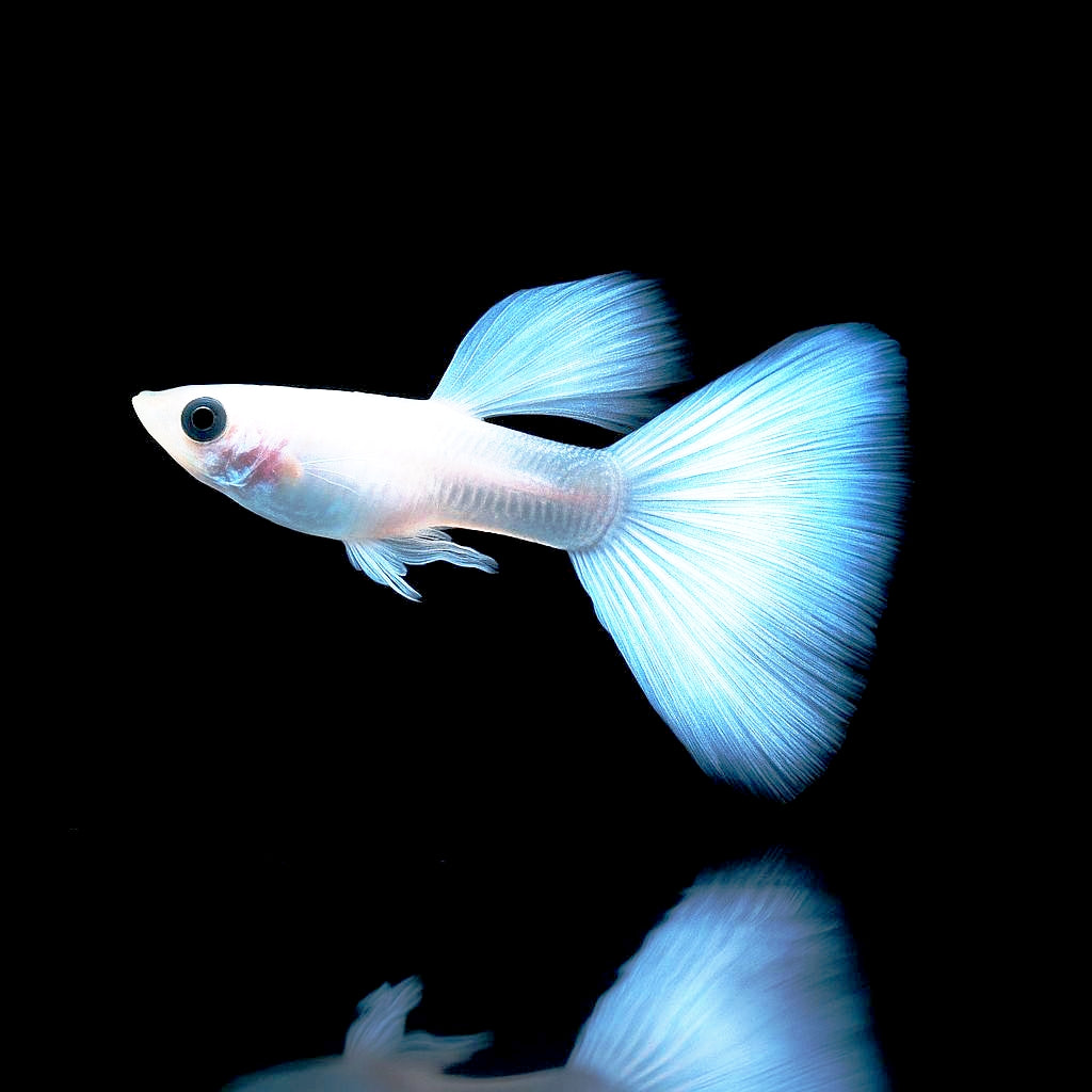 Hochzucht Guppy - Full White