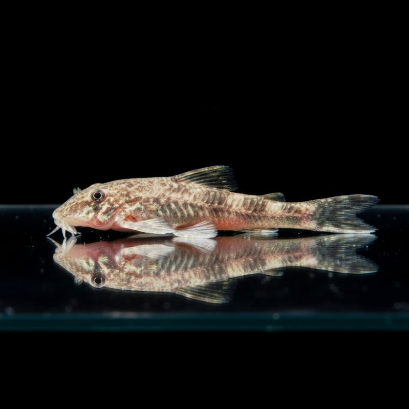 Ceará-Zwergotocinclus  

Parotocinclus cearensis 🌿🐠