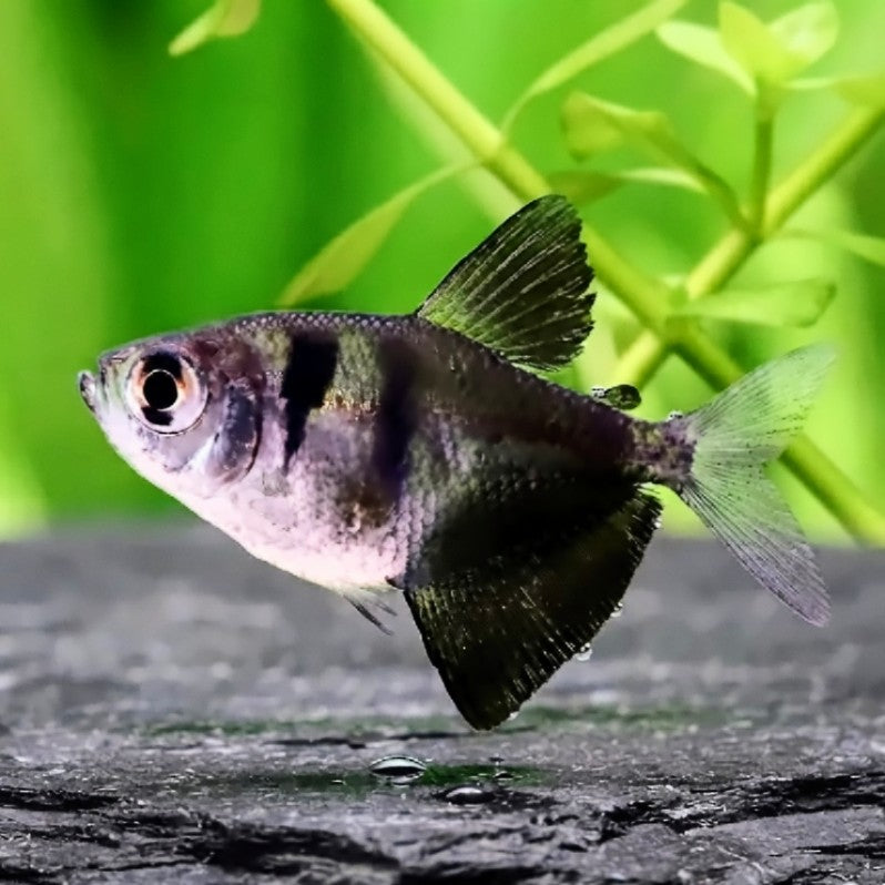 Gymnocorymbus ternetzi - Trauermantelsalmler