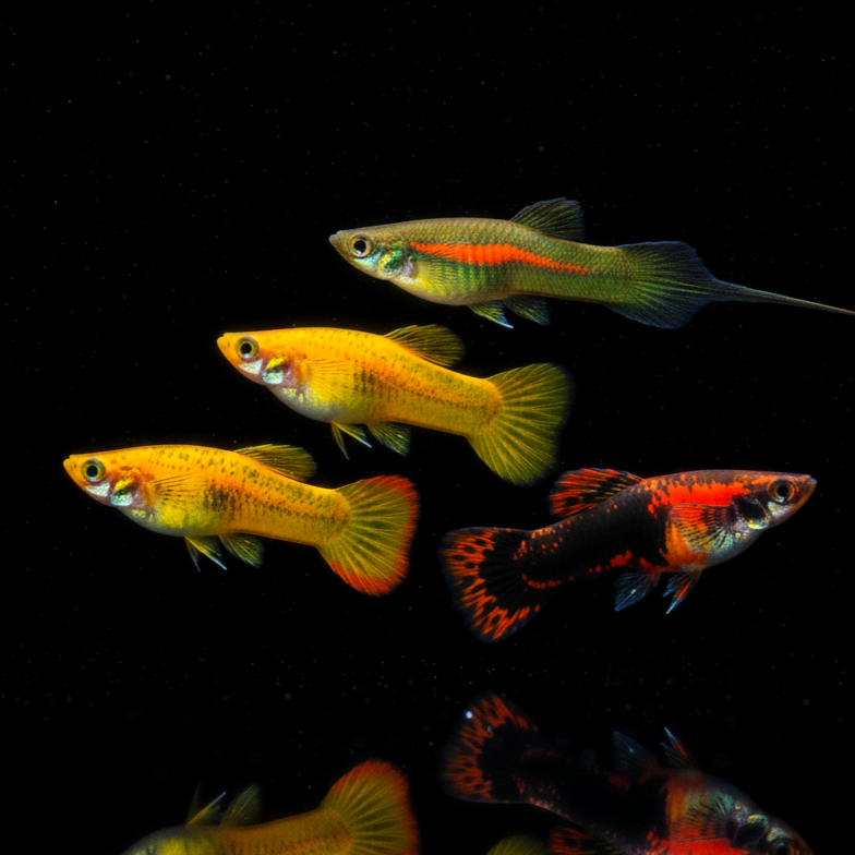 Schwertträger Farb-Mix – Farbenfrohe Vielfalt mit charakteristischem Schwert