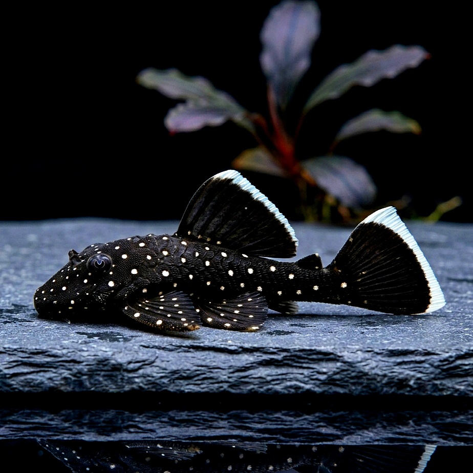 L183 Weißsaum Ancistrus – Ancistrus dolichopterus var. "L183" 🐠🌿