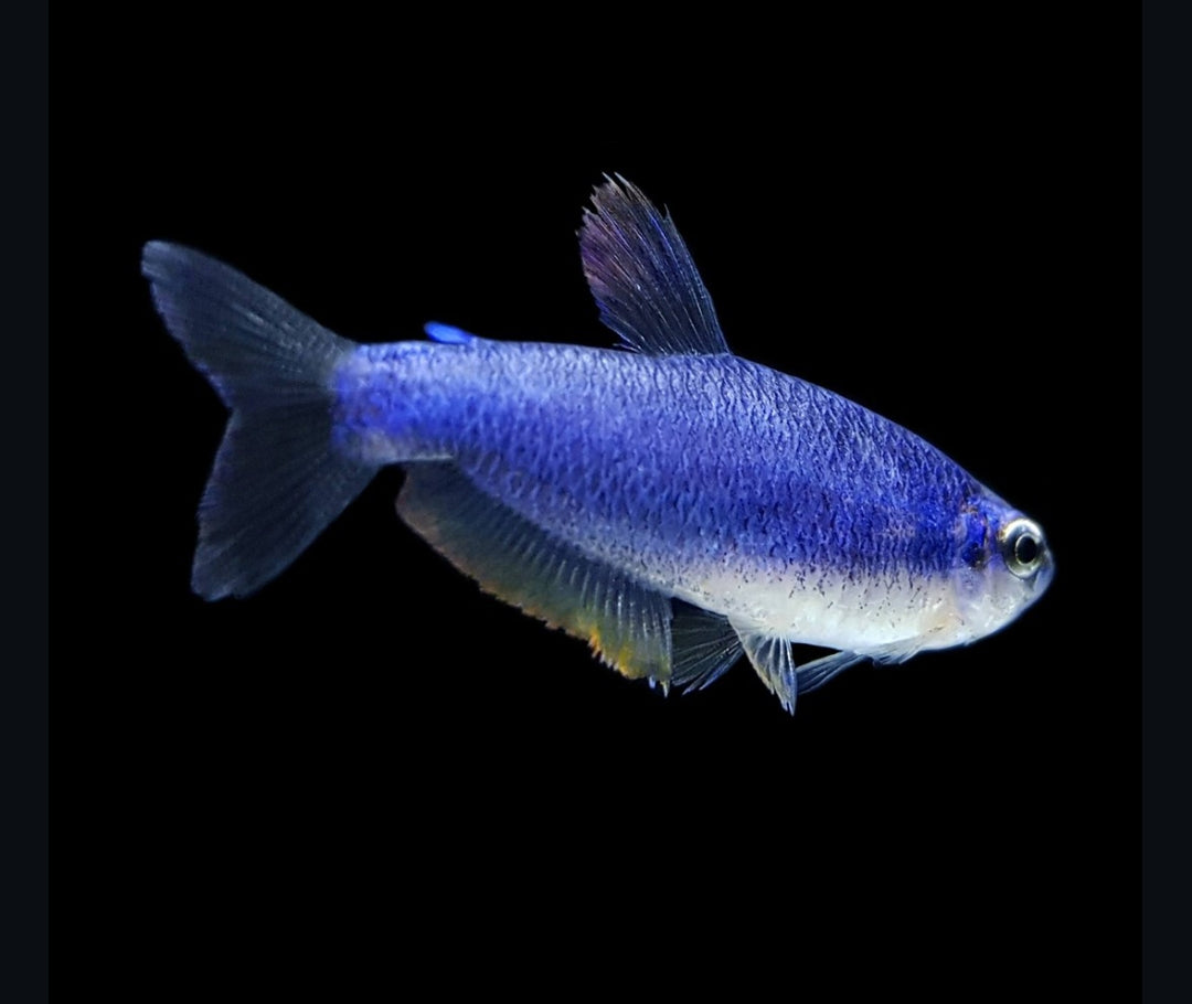 Inpaichthys kerri super blue - Königssalmler