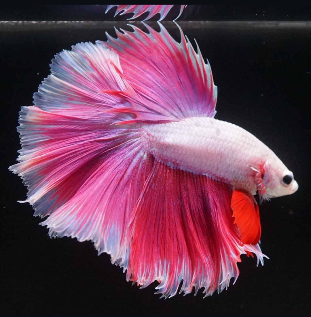 Betta splendens "Halfmoon Purple" – Farbenfroher Kampffisch mit spektakulärer Färbung