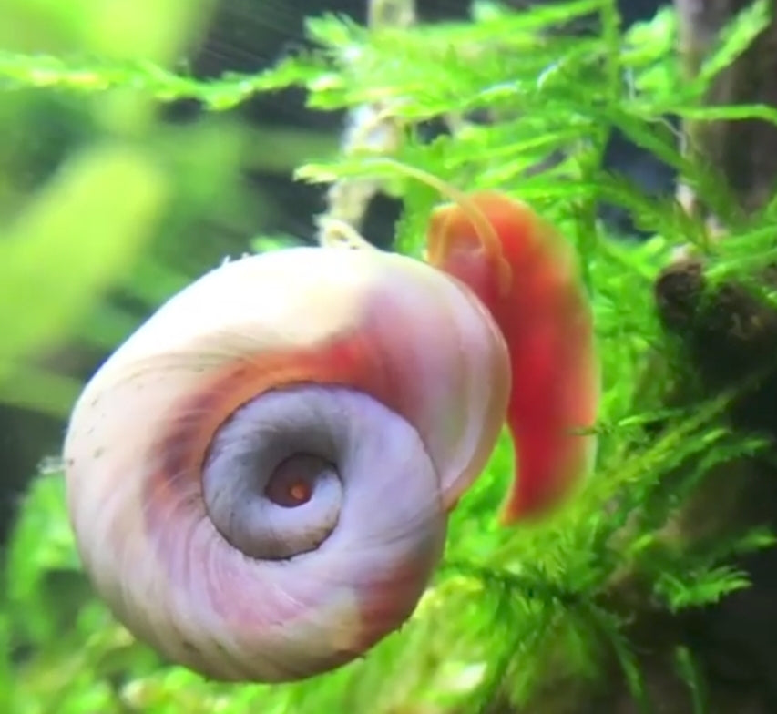 Posthorn Schnecke "Rosa"   - PHS