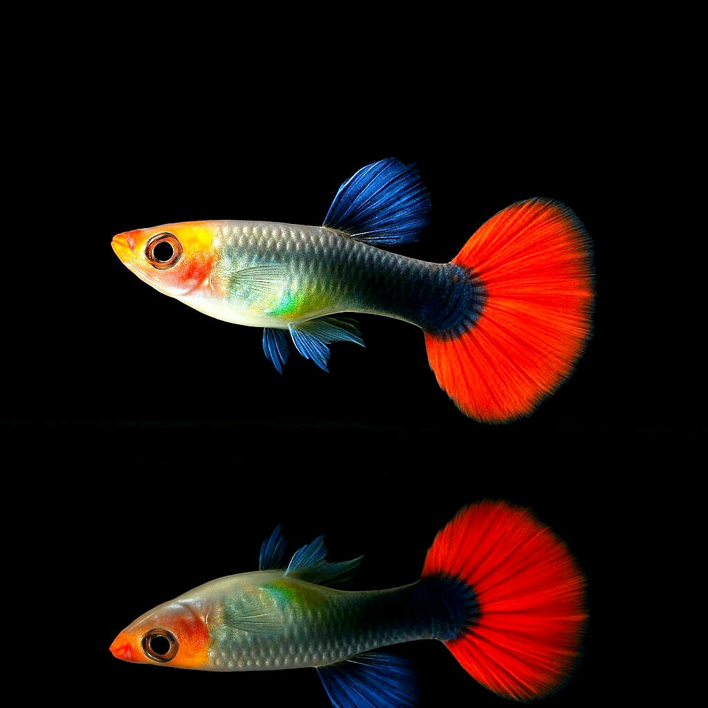 Hochzucht Guppy - Red Cap Tuxedo