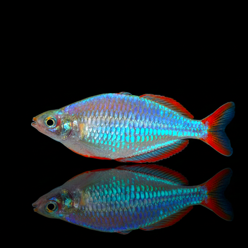 Pracht Regenbogenfisch – melanotaenia praecox 🐟✨