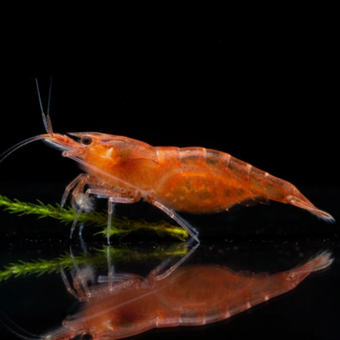 Caridina cf. babaulti "Malaya"