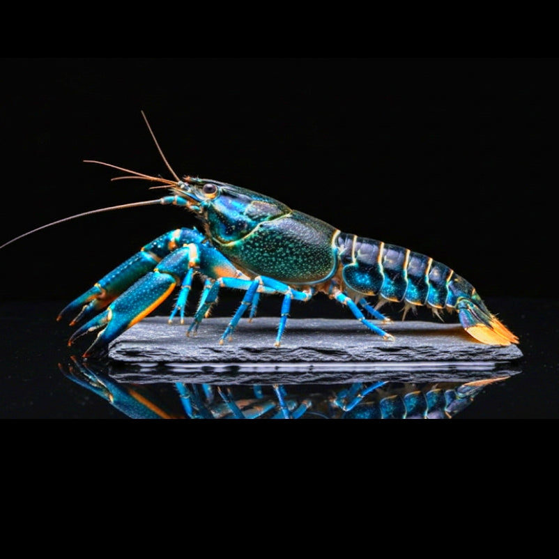 Cherax pulcher "Pink Coral" – Der Juwel für Ihr Aquarium