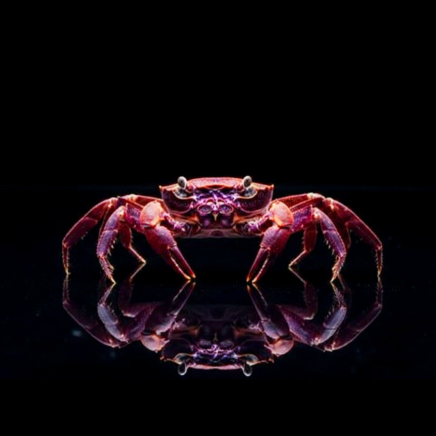 Unterwasserkrabbe „Matano Purple“ (Syntripsa matannensis)