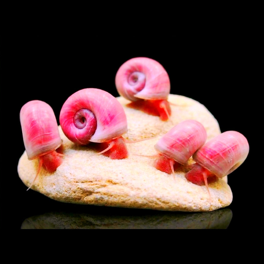 Posthorn Schnecke "Rosa"   - PHS