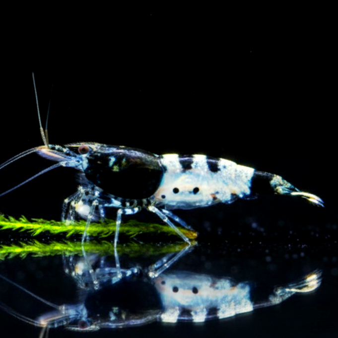 Neocaridina davidi - Black Carbon Rili Garnele