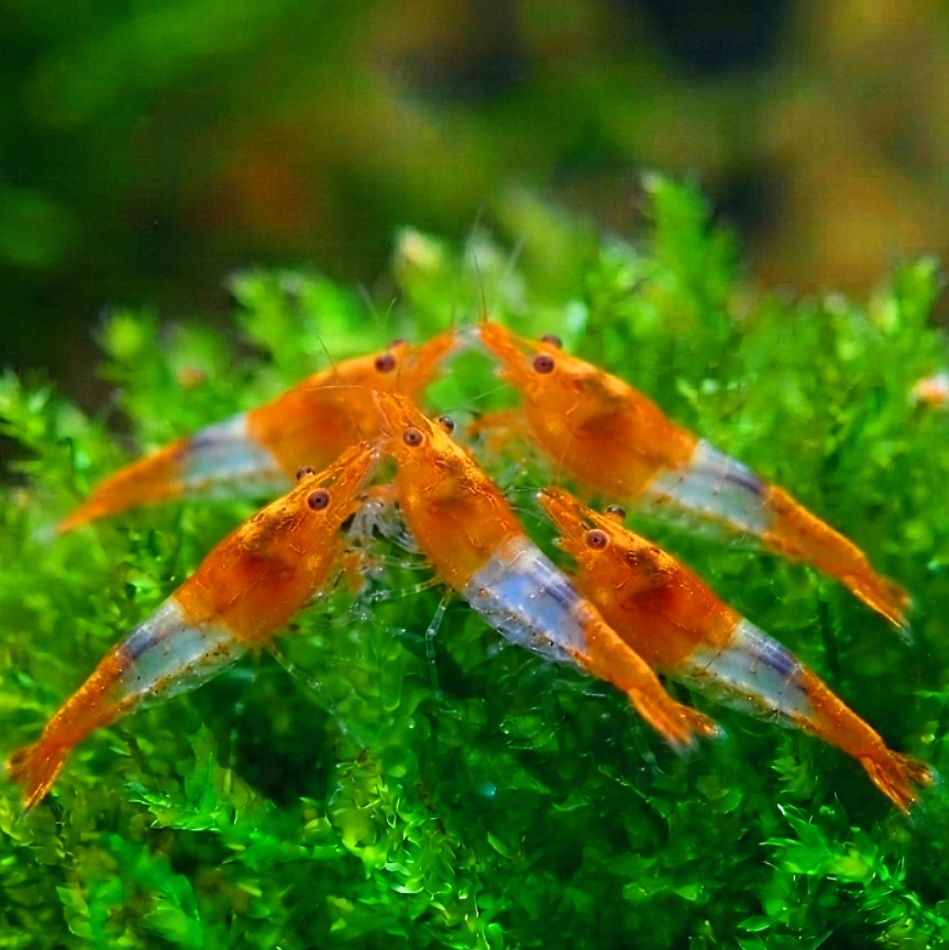 Neocaridina davidi - 🧡🤍 Orange Rili Garnelen